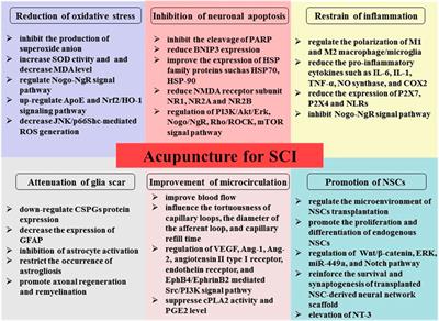 Mechanism Underlying Acupuncture Therapy in Spinal Cord Injury: A Narrative Overview of Preclinical Studies